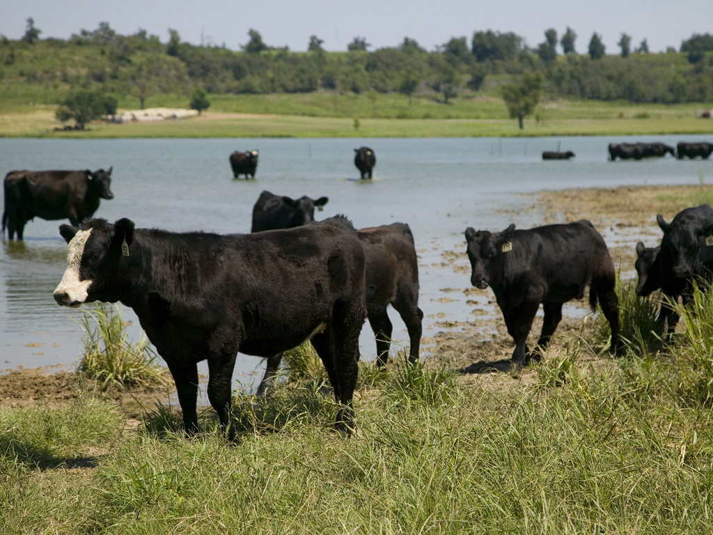 k-state-veterinarian-urges-producers-to-plan-for-animal-heat-stress