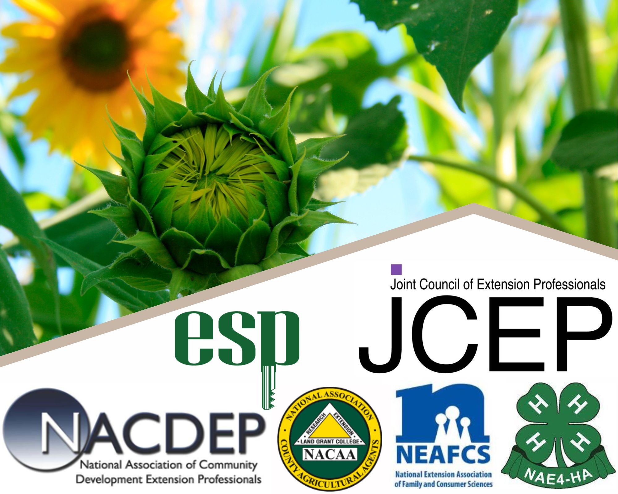 A sunflower bud among a field of sunflowers. Below the image, the following extension agent professional association logos are shown: ESP, JCEP, NACDEP, NACAA, NEAFCS, and NAE4-HA