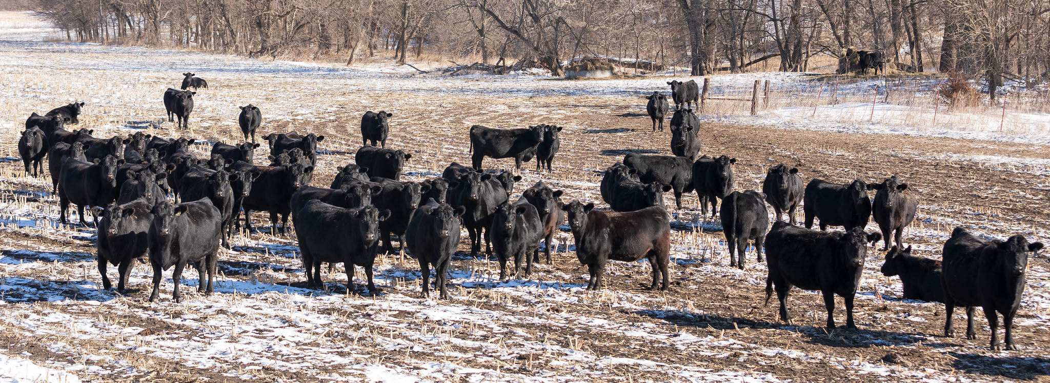 Angus cattle gathered in a field.   