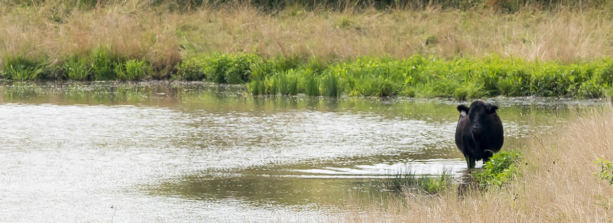 Angus cow standing in a pond