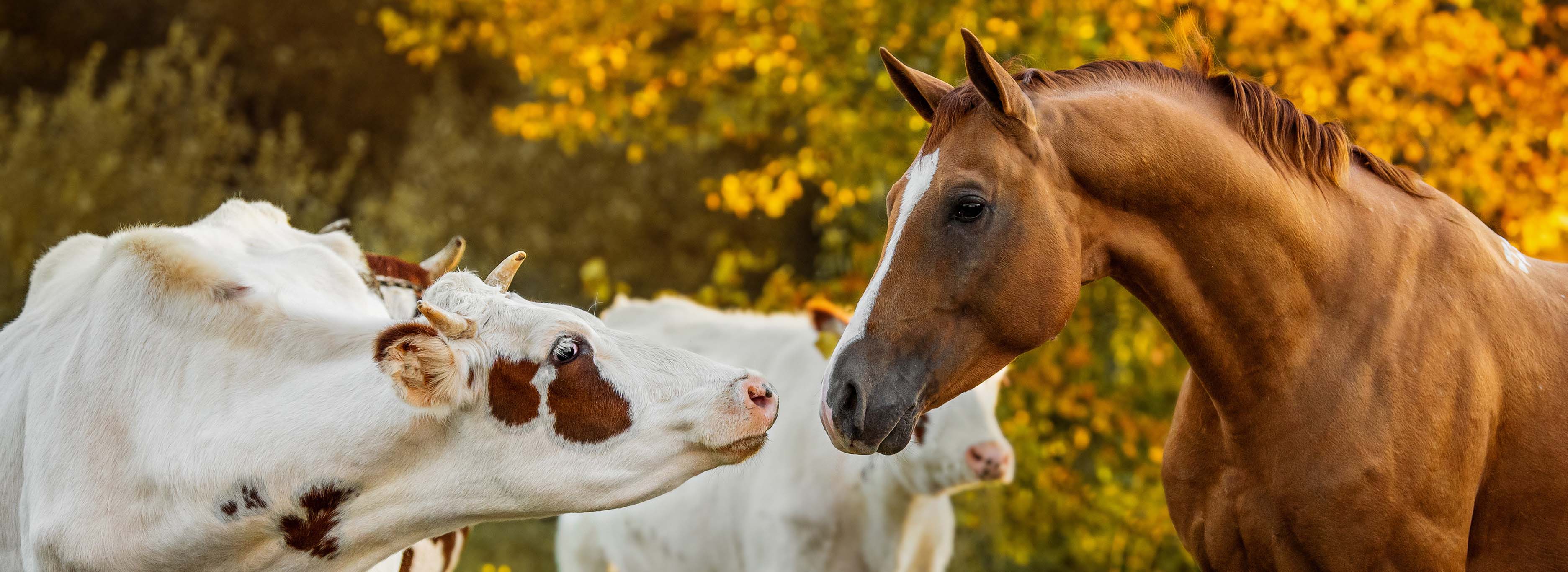 horse and cow