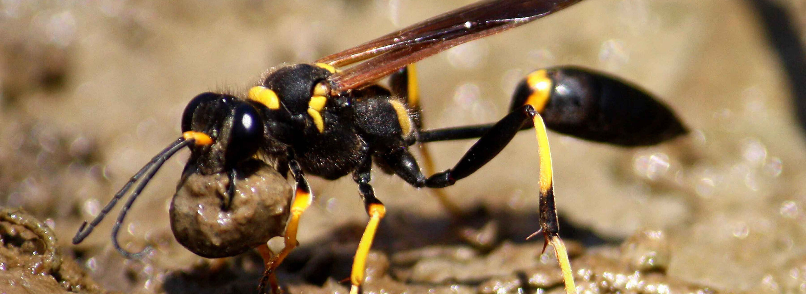 Mud Dauber Adult Getting Mud For Buidling A Nest