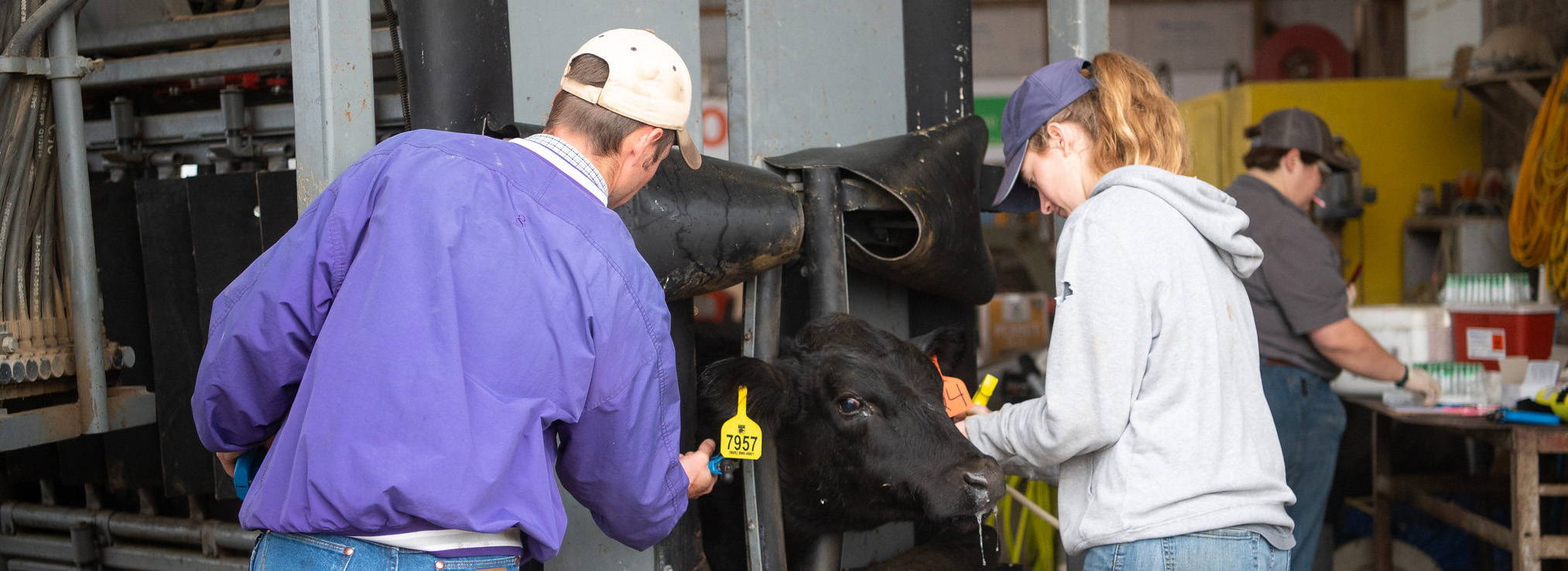 Processing Calves