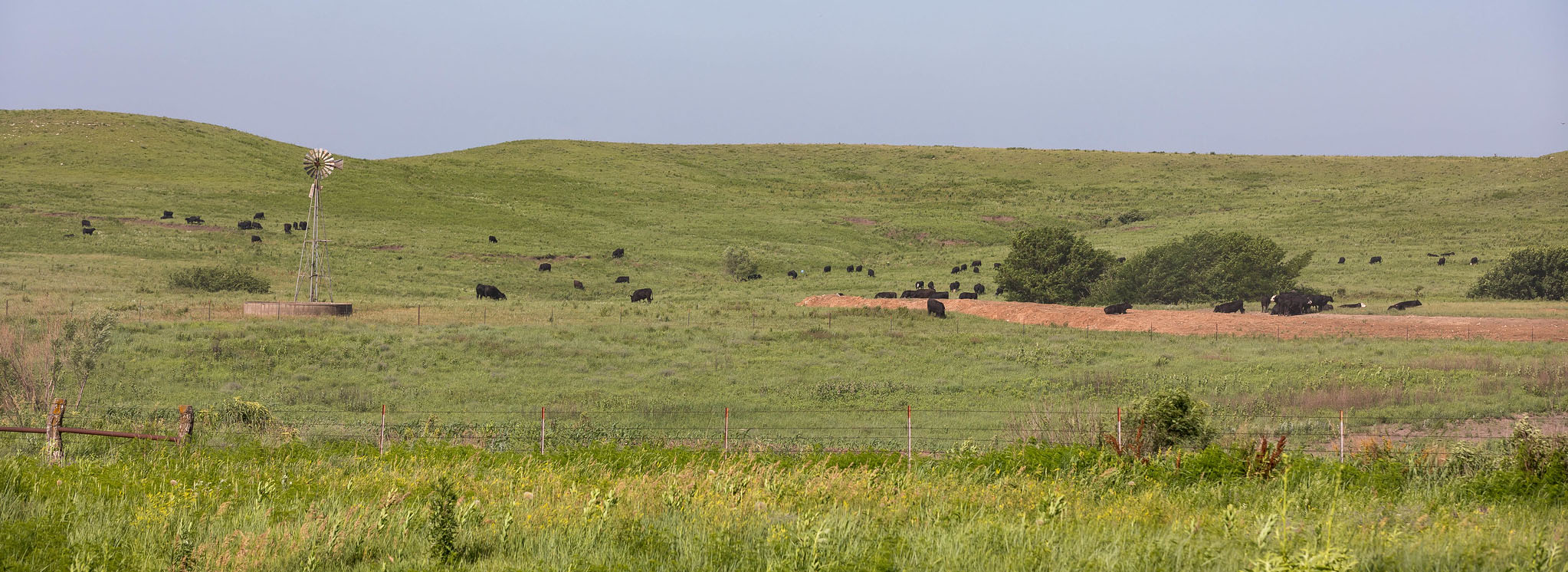 Cattle grazing a hillside.