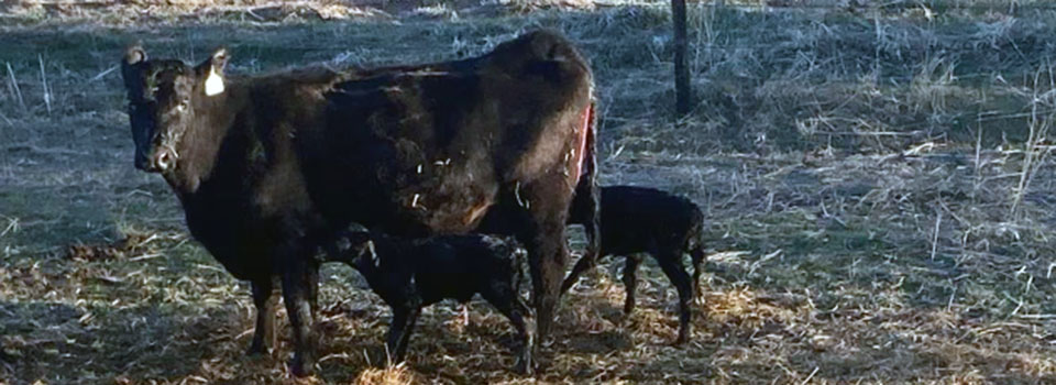 Angus Cow and Twin Calves