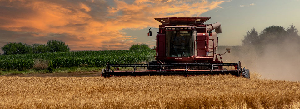 Wheat harvest at sunset