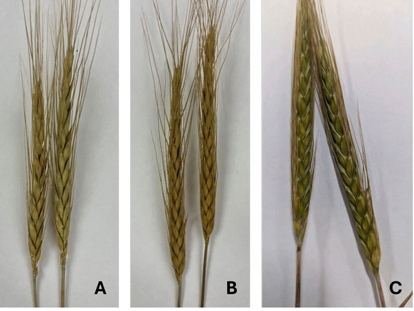 Closeup view, wheat and triticale hybrid found in three Kansas locations