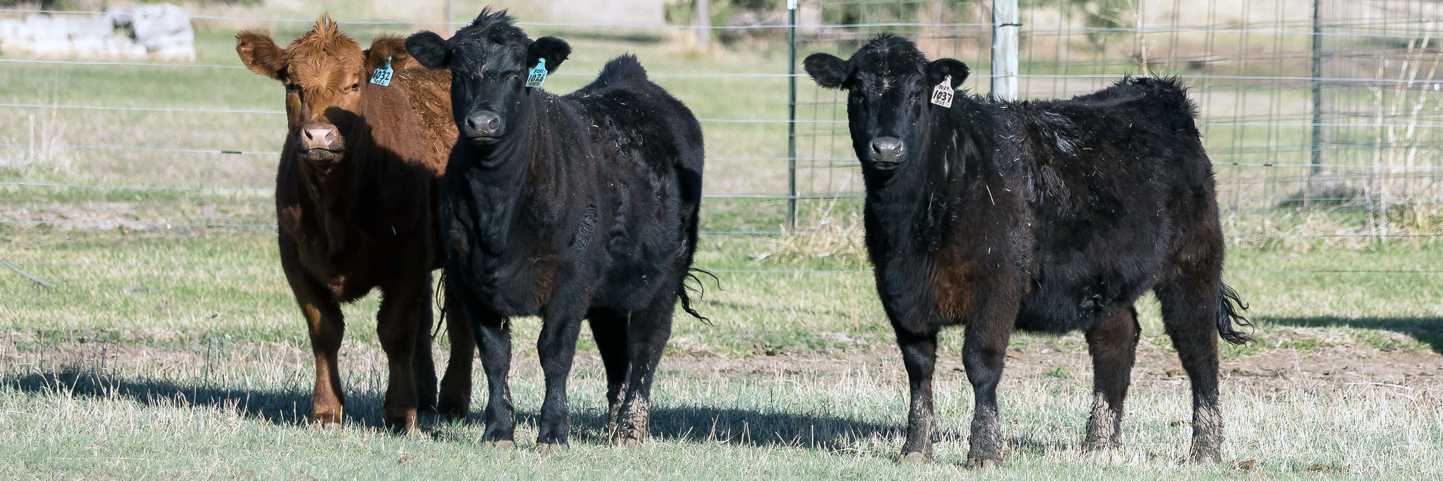 Three yearling heifers standing in open field