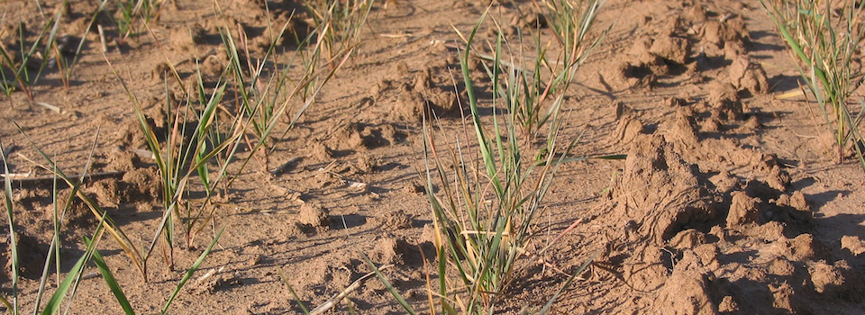 Wheat sprouting in acidic soil. Wheat sprouting in acidic soil.