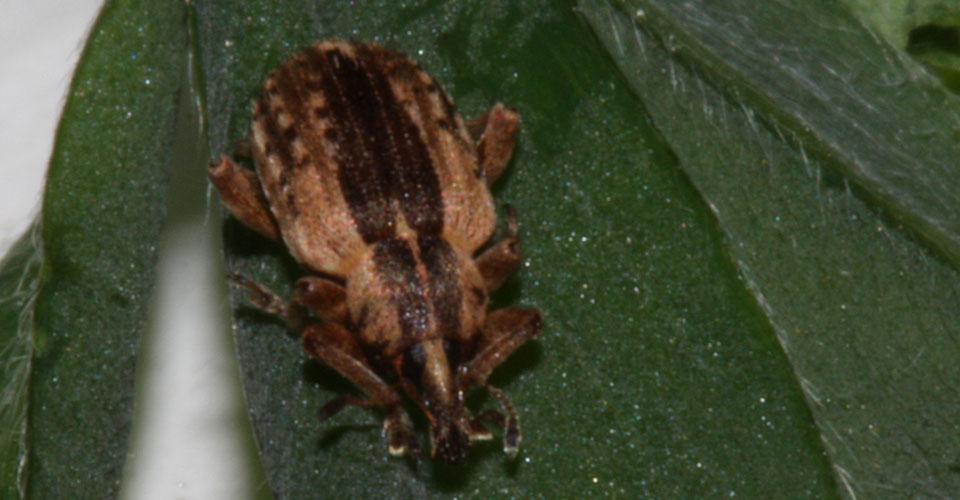 Adult alfalfa weevil on a green leaf