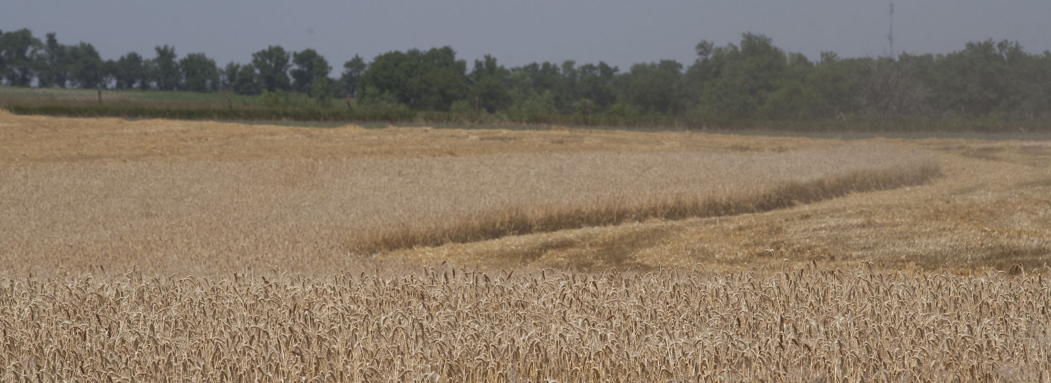 wide view of Kansas wheat field after harvest