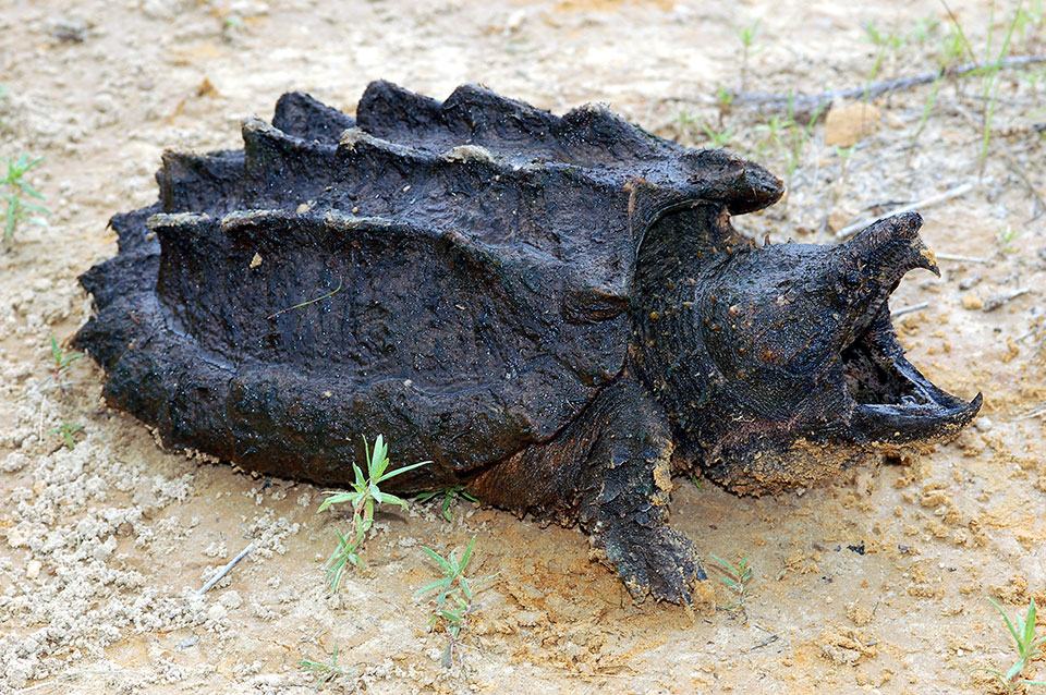 closeup, alligator snapping turtle