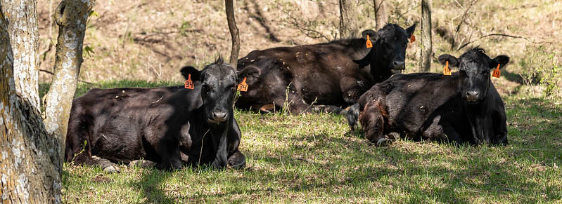 Angus Cattle Spring Pasture Shade