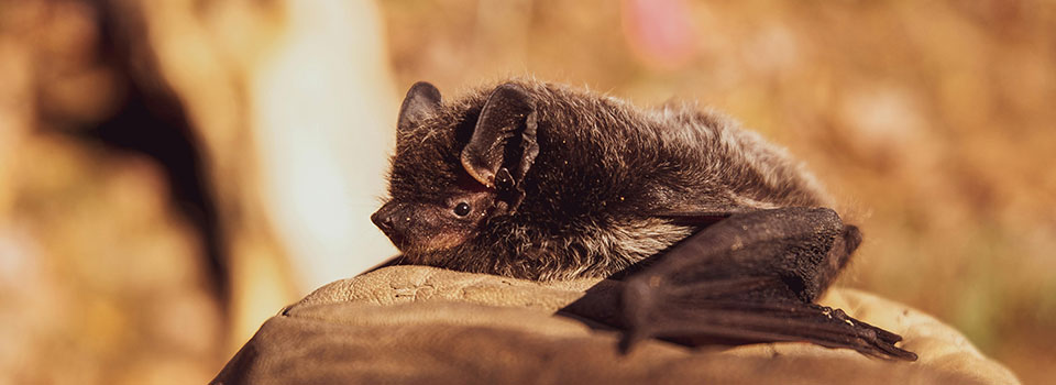 Brown bat laying down