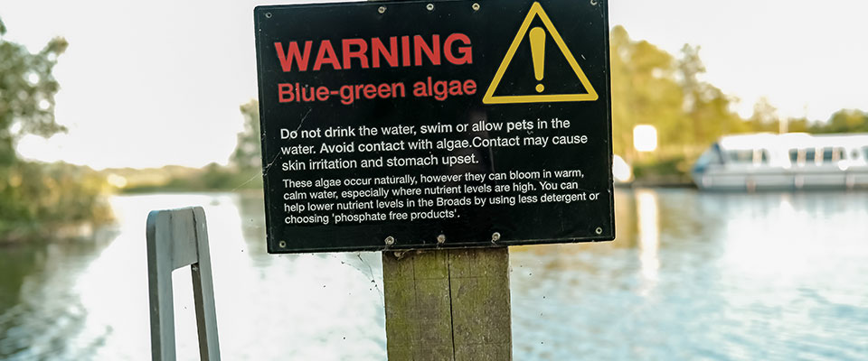 Closeup, warning sign, blue-green algae