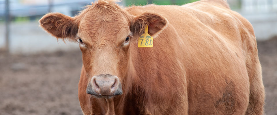 Bull in pen looking directly into camera