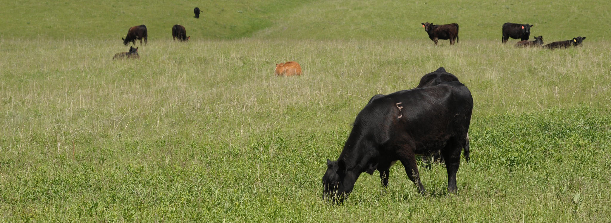 A calf grazing a hillside.