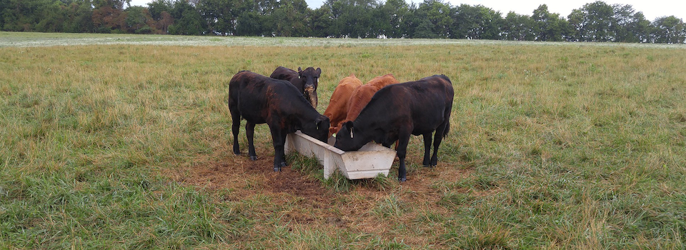 Cattle feeding at a bunk.