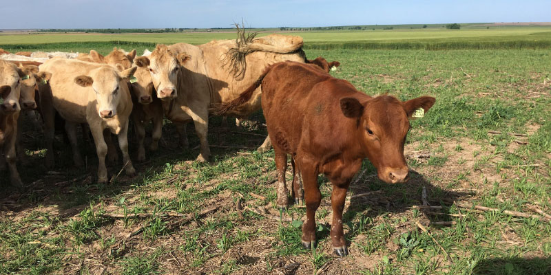 Cattle grazing on cover crops