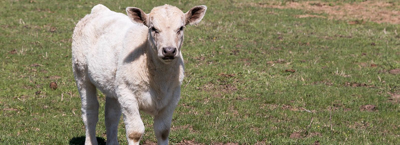 Charolais Calf