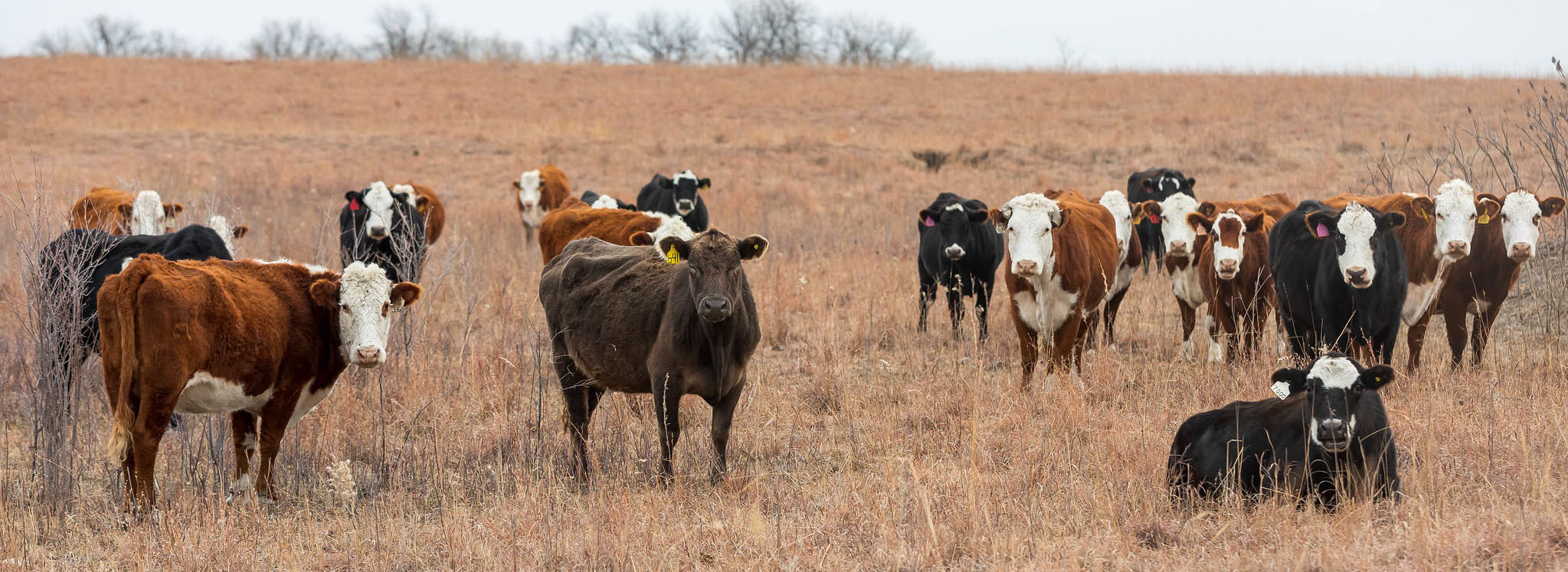 commercial cows winter pasture