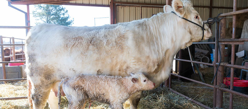 Cow-calf pair, in barn