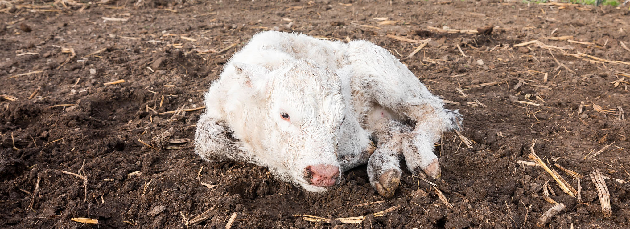 A freshly born charolais calf.