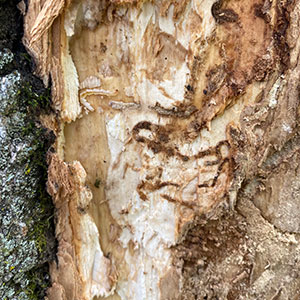 closeup, emerald ash borer damage on tree limb