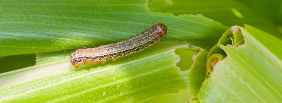 A fall armyworm.