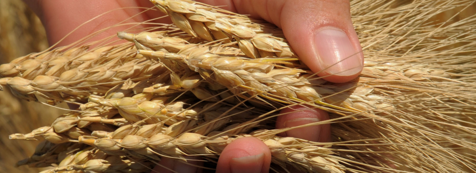 A handful of wheat.