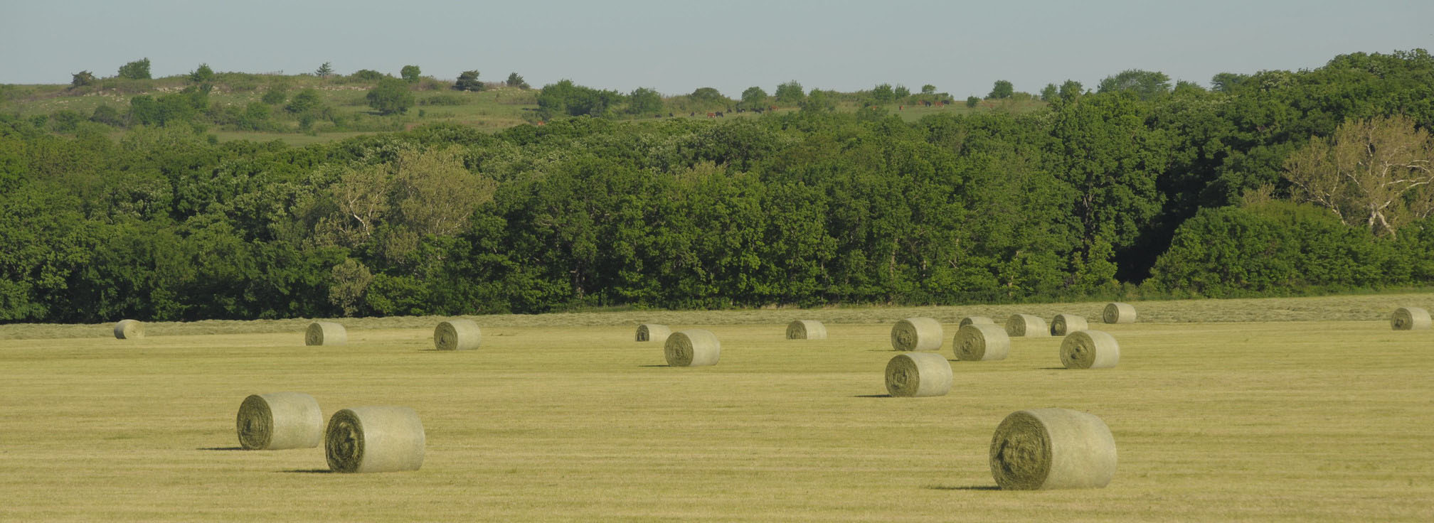 A hay field.