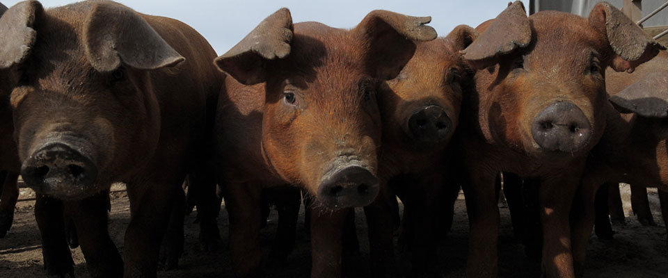 Closeup, six hogs standing in a row