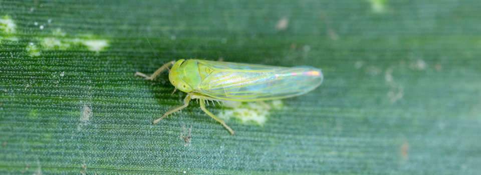 A corn leafhopper.