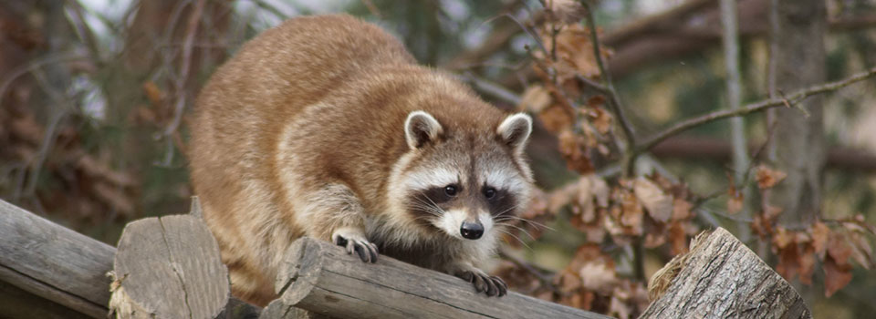 Raccoon climbing on wood pile near home