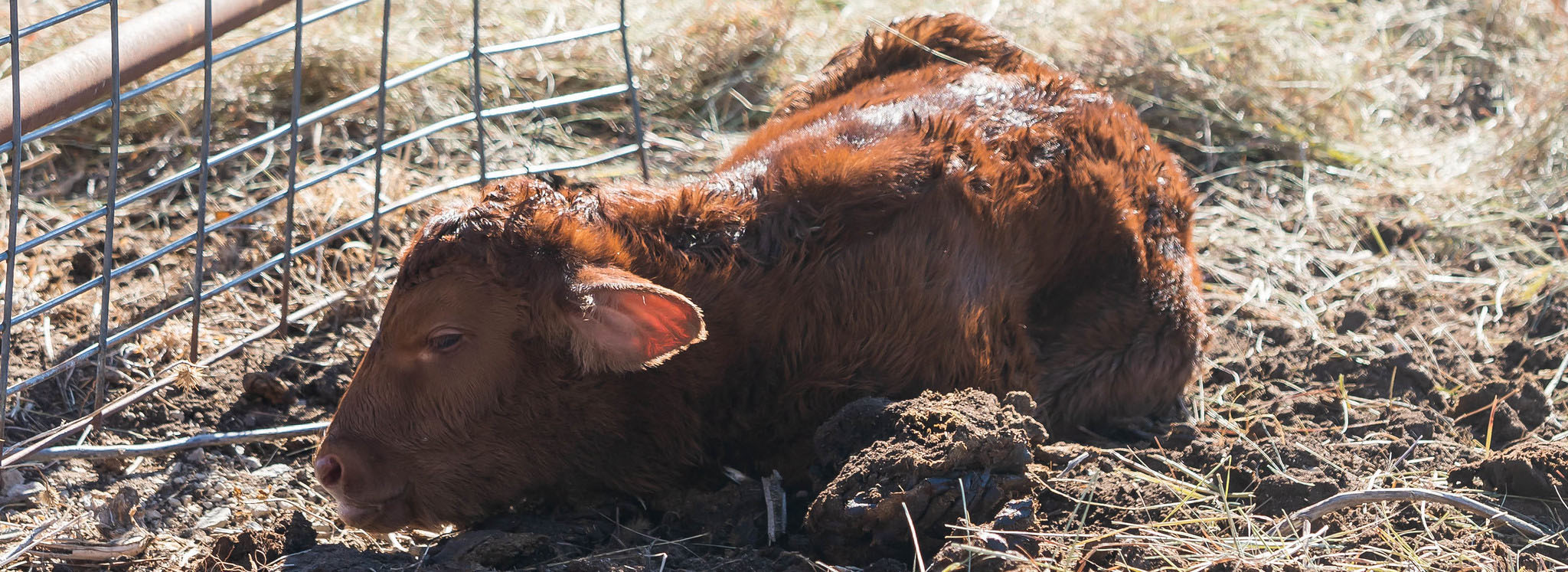 Red Angus Newborn