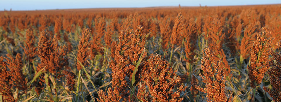 Eye-level view of mature sorghum field