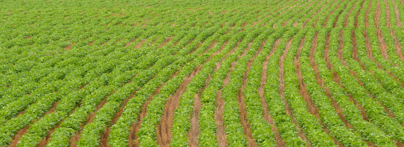 A soybean field.