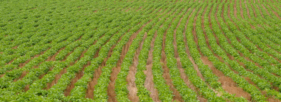 Rows of soybeans