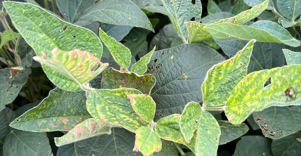 closeup, soybean leaf, sudden death syndrome
