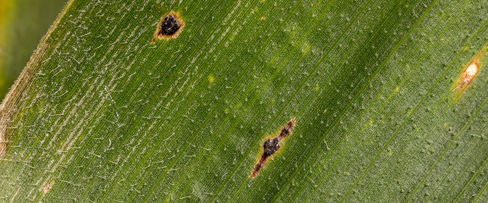 closeup, tar spot on corn leaves