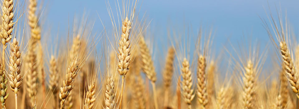 A field of winter wheat.