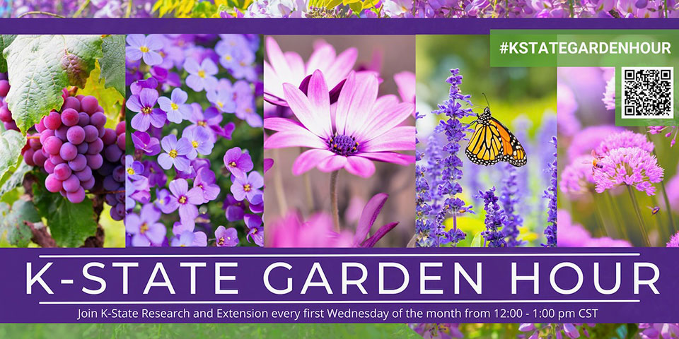 Purple graphic, K-State Garden Hour