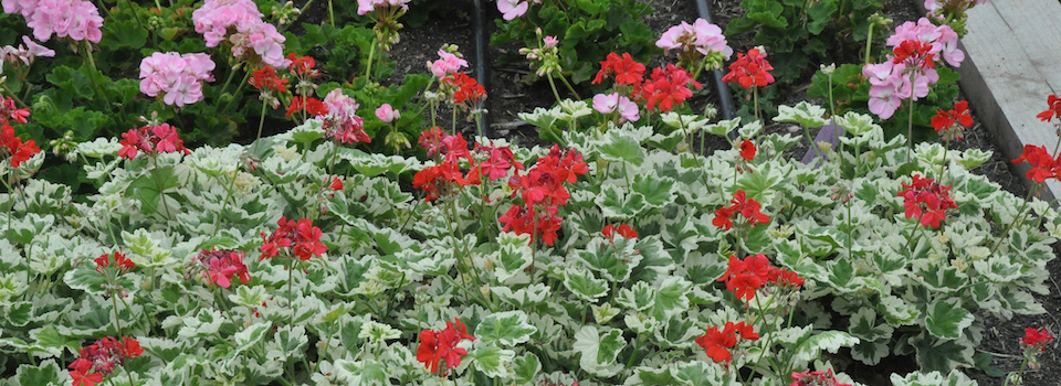 A bed of geraniums.