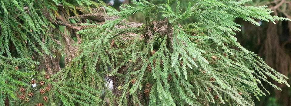 Cedar Tree