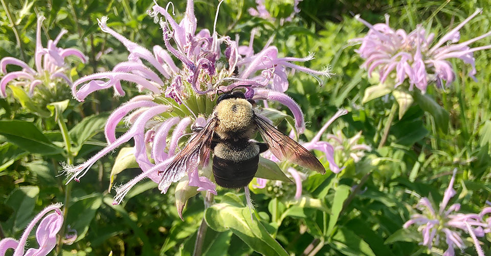 bee pollinating purple bee balm flowers