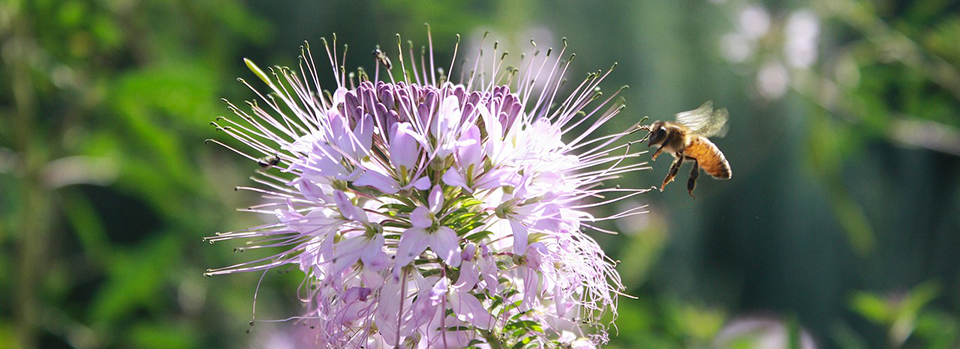 Bee Balm