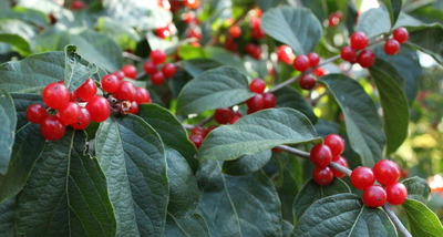 Bush honeysuckle with red berries, green leaves