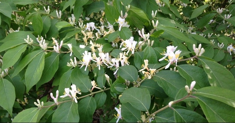 Closeup, bush honeysuckle white flowers on green leaves