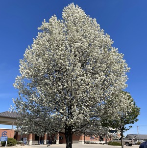 Callery pear tree in full bloom, white flowers