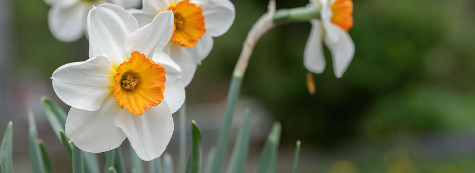 A daffodil plant.